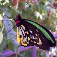 A Butterfly, at the Zoo