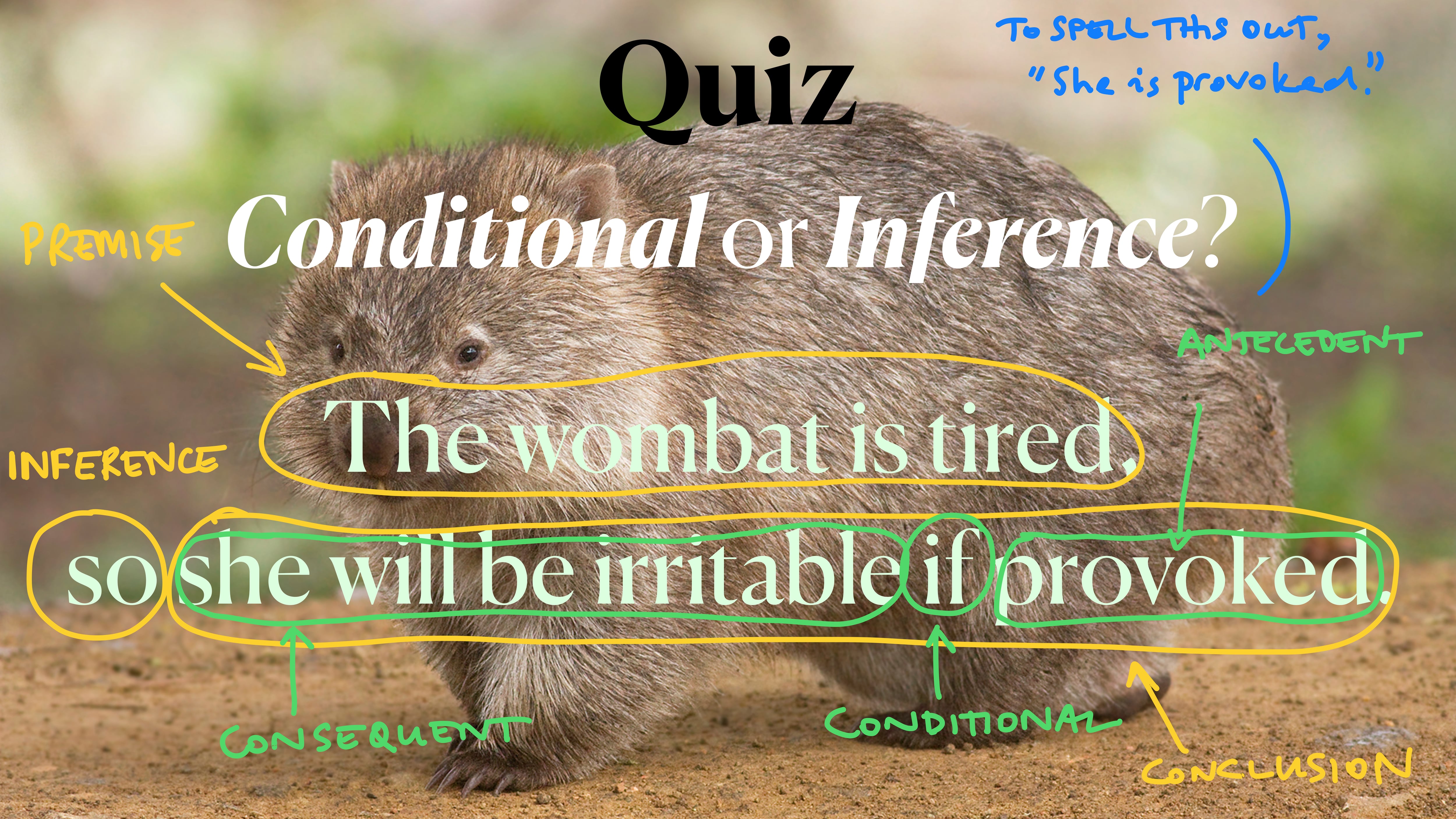 A picture of a wombat, superimposed with the text 'Quiz: Conditional or Inference? - The wombat is tired, so she will be irritable if provoked,' with the first phrase 'The wombat is tired' encircled and annotated as the premise, the 'so', recording the inference, and 'she will be irritable if provoked' as the conclusion. These annotations are all in yellow. Then, in green, the conclusion is separately annotated, with 'she will be irritable' marked as the consequent, the 'if' marked as indicating that this is a conditional, and 'provoked' marked as the antecedent. Finally, this antecedent is spelled out, in blue, as 'She is provoked'.